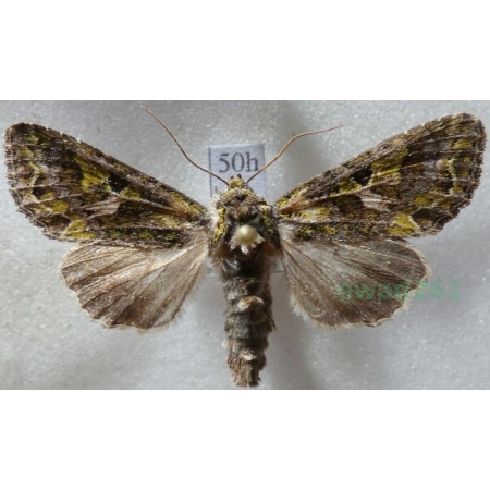 Trachea atriplicis (Linnaeus, 1758) male Agatówka łobodnica Czech50h